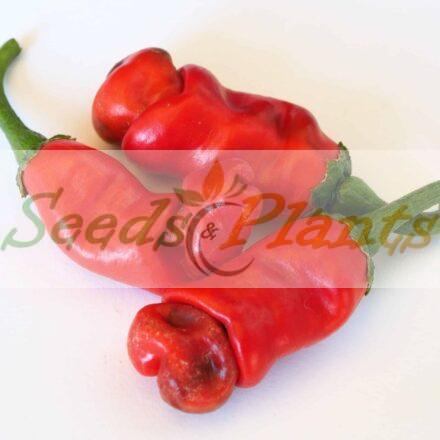 red peter chilli seeds