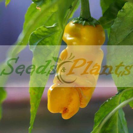 yellow peter chilli seeds