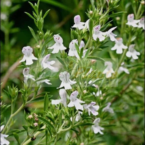 Winter Savory Seeds
