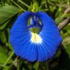 Butterfly Pea Vine