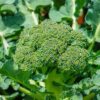 Calabrese Green Sprouting Broccoli