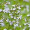 Calamint
