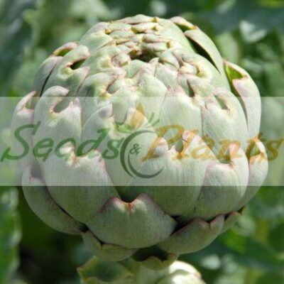 Green Globe Artichoke - 20 Seeds