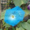 Morning Glory Heavenly Blue