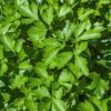Italian Flat Leaf Parsley