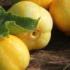 Lemon Cucumber