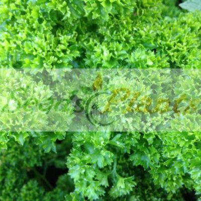 Parsley Champion Moss Curled Seeds