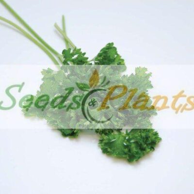 Parsley Champion Moss Curled Seeds