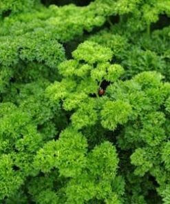 Parsley Champion Moss Curled Seeds