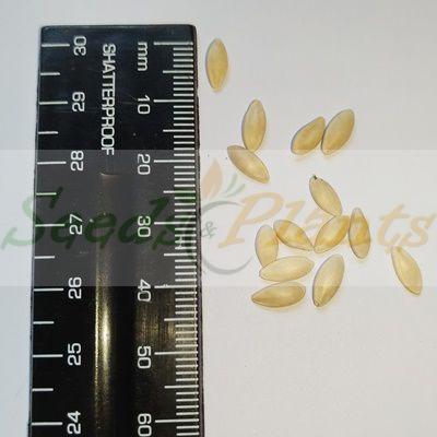 Ashley Cucumber seeds
