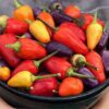 chinese five color pepper seeds