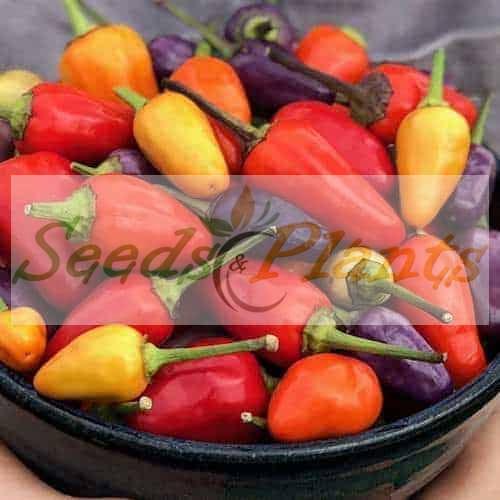 chinese five color pepper seeds