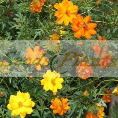 Cosmos Bright Lights