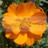 Cosmos Bright Lights
