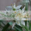Garlic Chives herb seed