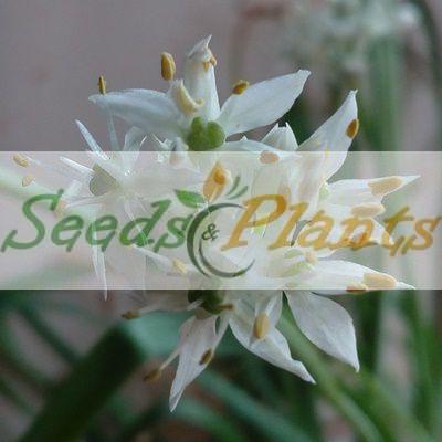Garlic Chives herb seed