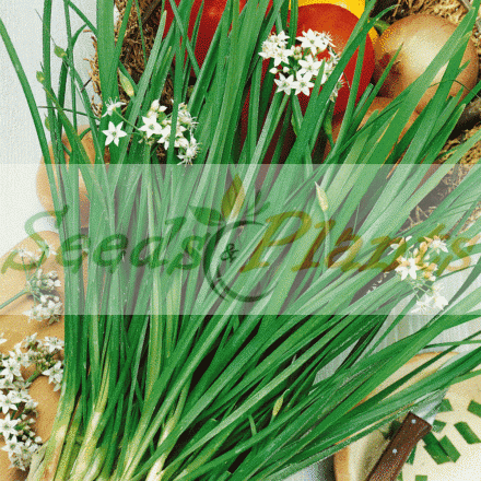 garlic chives herb seed