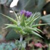 Milk Thistle