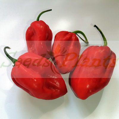 Red Habanero Chilli Pepper
