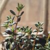 Summer Thyme