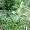 Winter Savory