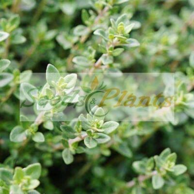 winter thyme