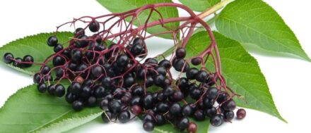 How to Grow Elderberry