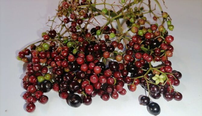 how to grow elderberry