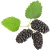 Black Mulberry Tree Seeds