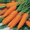 Chantenay Karoo Carrot
