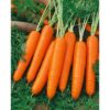 Nantes Carrot