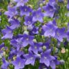 Purple Balloon Flower