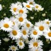 Shasta Daisy