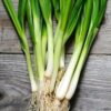 White Lisbon Spring Onion