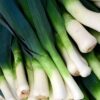 Carentan Leek