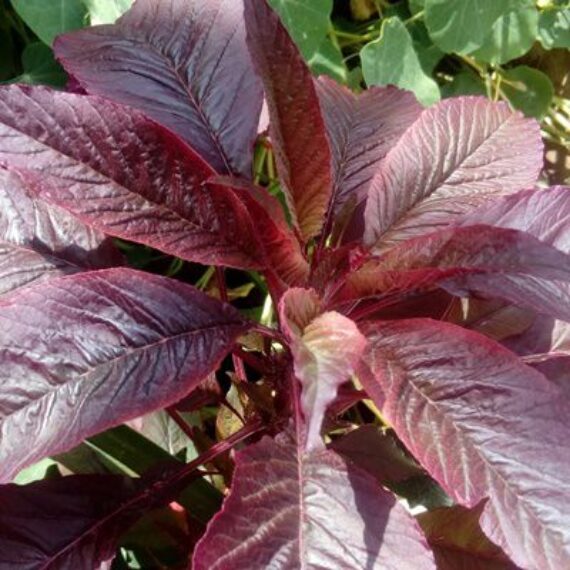 Green Amaranth (Marog) - 50 Seeds - Morogo | Seeds and Plants