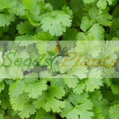 Slow Bolt Coriander Seeds