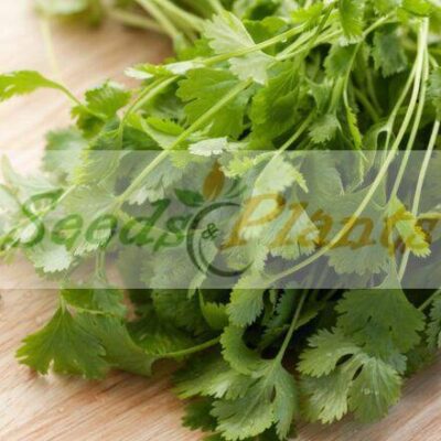 Slow Bolt Coriander Seeds