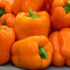 Orange Bell Pepper