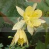 Yellow Queen Aquilegia - 20 Seeds