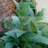Turkish Black Sea Tobacco