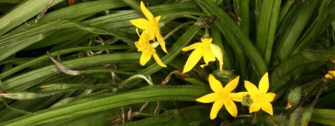 African Potato Medicinal Uses