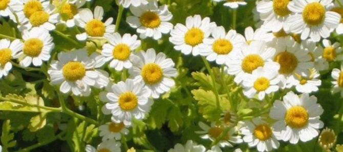 How to Grow Feverfew