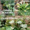 Mixed Tobacco Seed - Approx 100 Seeds
