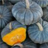 Queensland Blue Pumpkin