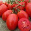 Rio Grande Tomato