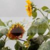 Giant Sunflower