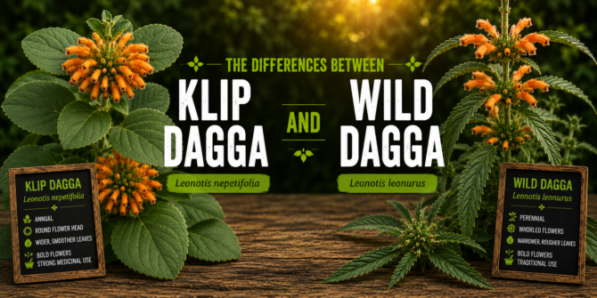 The differences between Klip Dagga and Wild Dagga