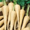 White Gem Parsnip