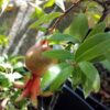 Dwarf Pomegranate
